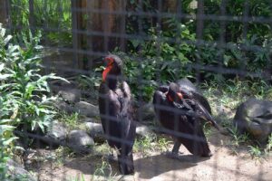 Bali Bird Park 2024 11