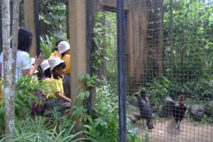 Bali Bird Park 2024 13